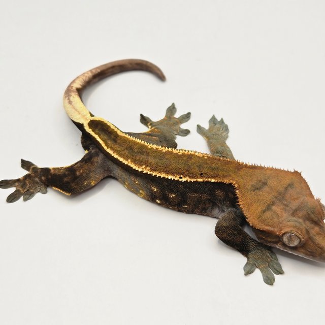 카푸치노 엠티백