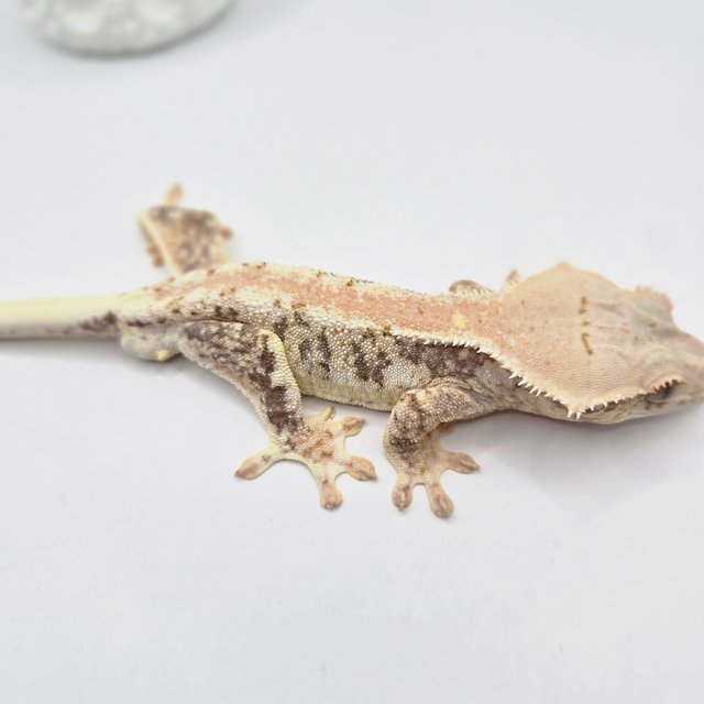 릴리100%헷아잔틱 스트로베리 레드 풀핀