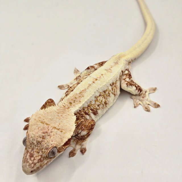 릴리화이트 레드 화이트