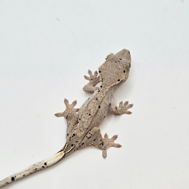 달마시안 슈퍼달마시안 화이트