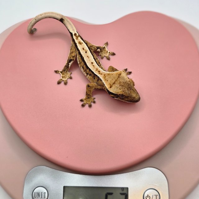 노멀 트라이 드리피 쿼드 화이트스팟 화이트