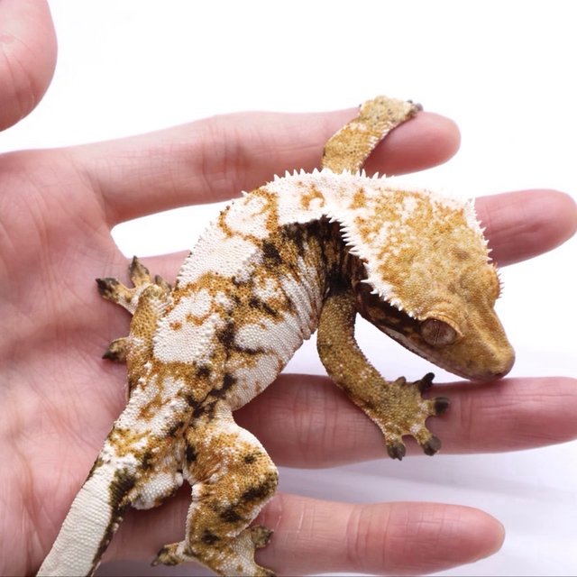 드리피 화이트 트라이