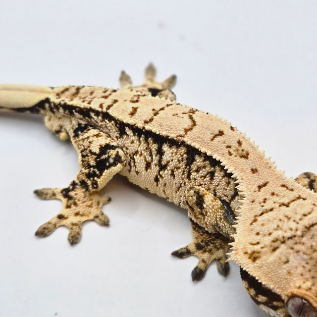 노멀 트라이 드리피 화이트스팟 화이트포트홀