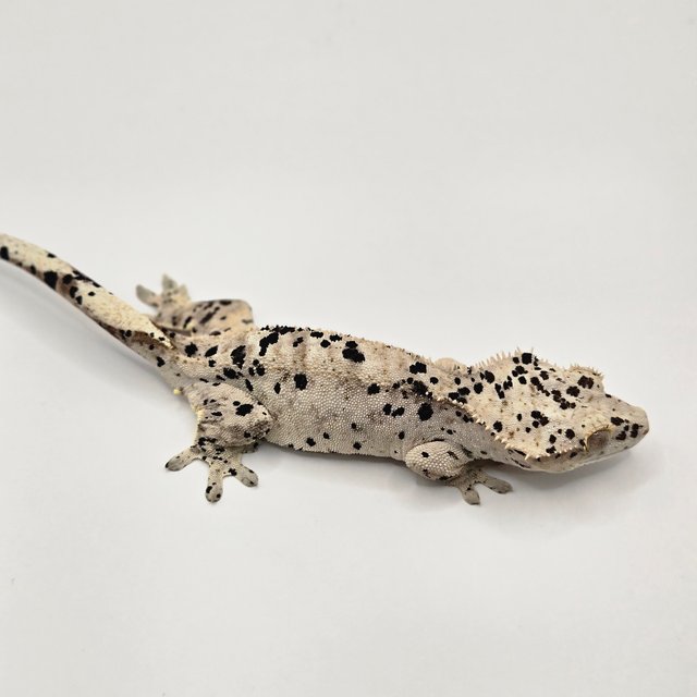 달마시안 슈퍼달마시안 화이트