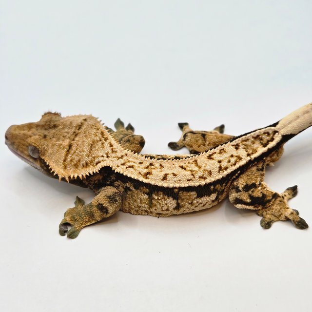 트라이 화이트 텐저린 다크 풀핀 드리피