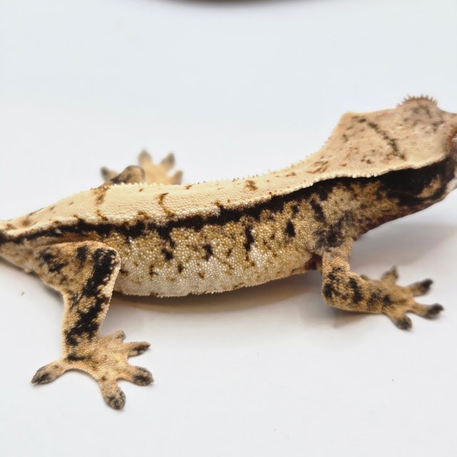 노멀 트라이 드리피 화이트스팟 화이트포트홀