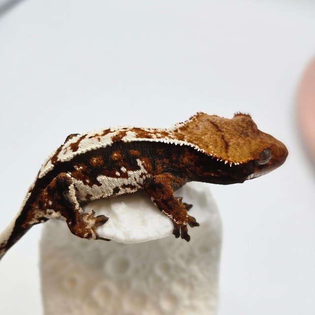 트라이 드리피 화이트 다크 텐저린 화이트크라운