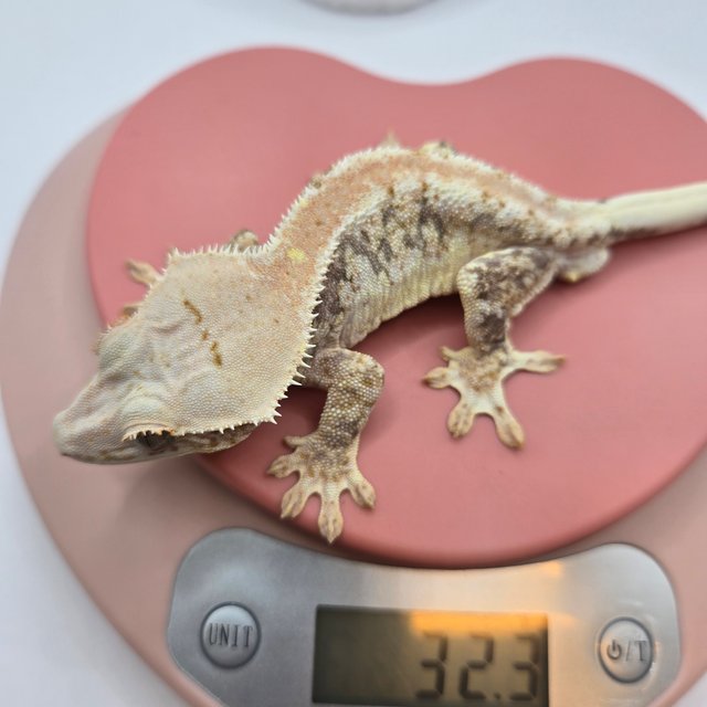 릴리100%헷아잔틱 스트로베리 레드 풀핀