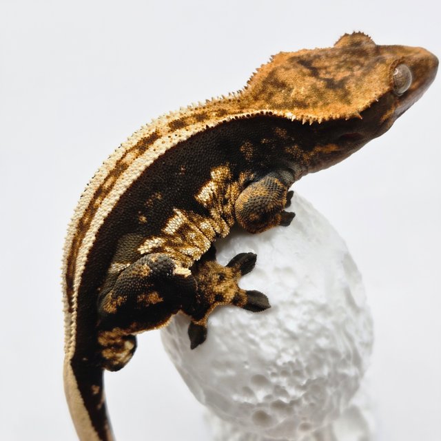 엠티백 다크 슈퍼스트라이프 쿼드 풀핀