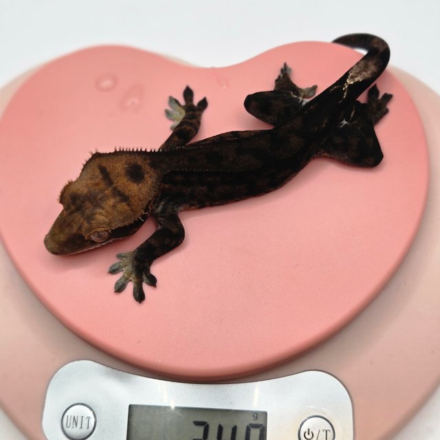 노멀 팬텀 카푸치노 챠콜 블랙