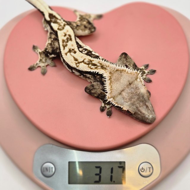 쿼드 핀스트라이프 풀핀 다크