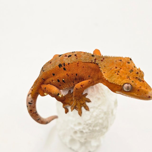 달마시안 슈퍼달마시안 레드