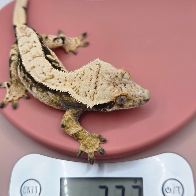 노멀 트라이 드리피 화이트스팟 화이트포트홀