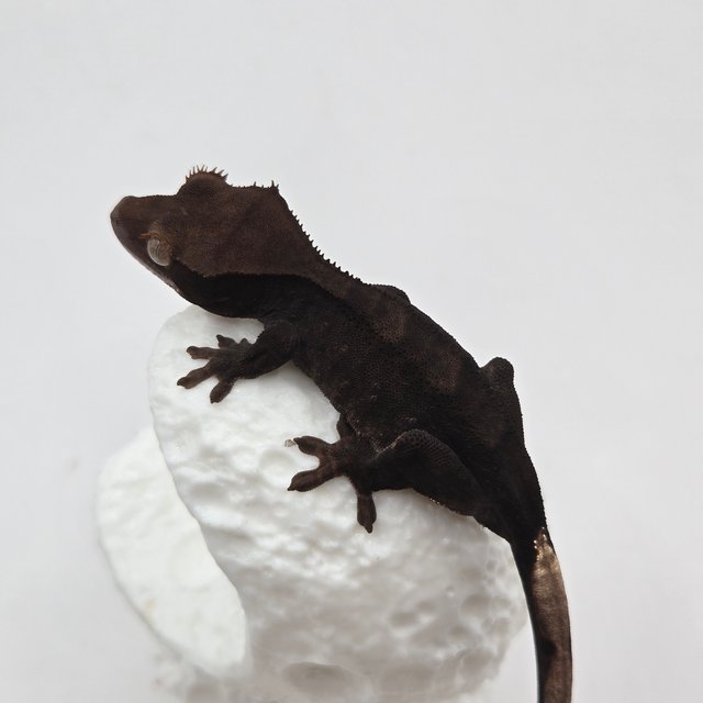 챠콜 다크 블랙