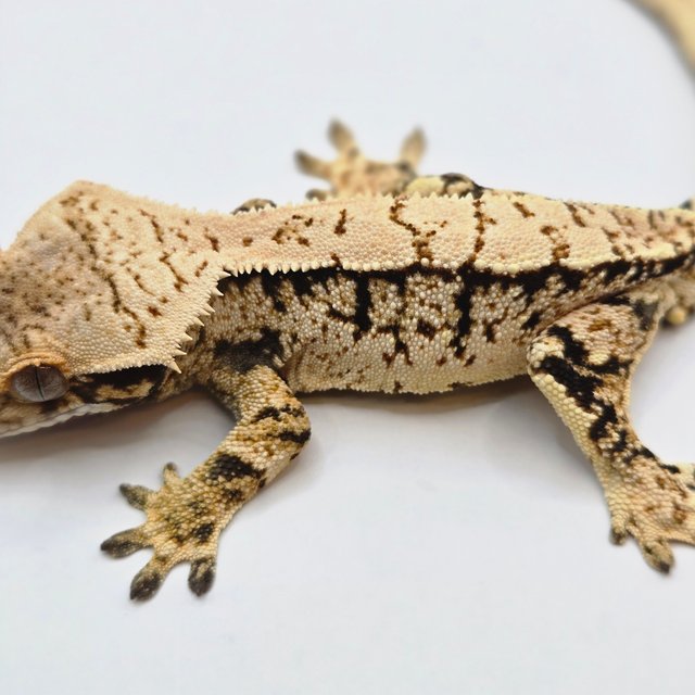 노멀 트라이 드리피 화이트스팟 화이트포트홀