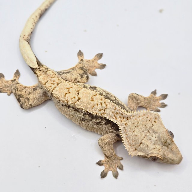 노멀 트라이 드리피 화이트포트홀 화이트스팟