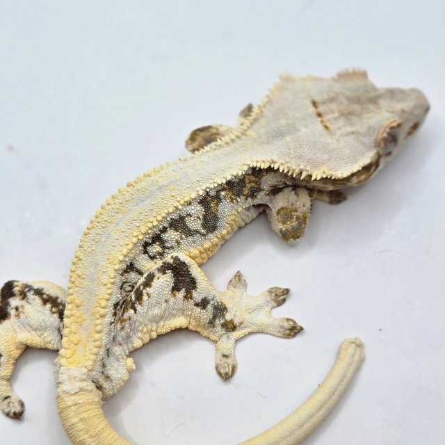 릴리화이트 풀핀