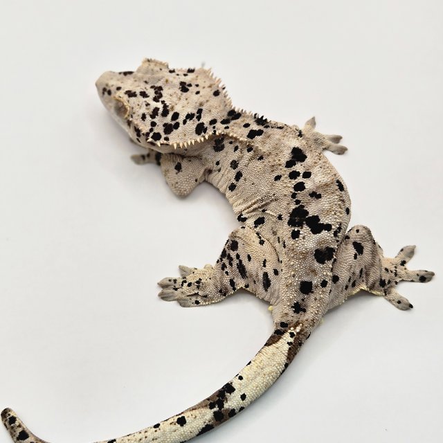 화이트 달마시안 슈퍼달마시안