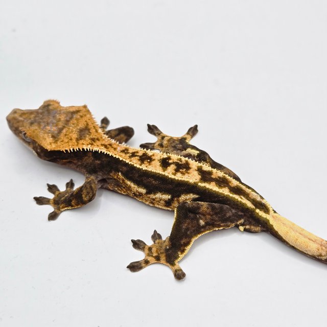 노멀 다크 쿼드