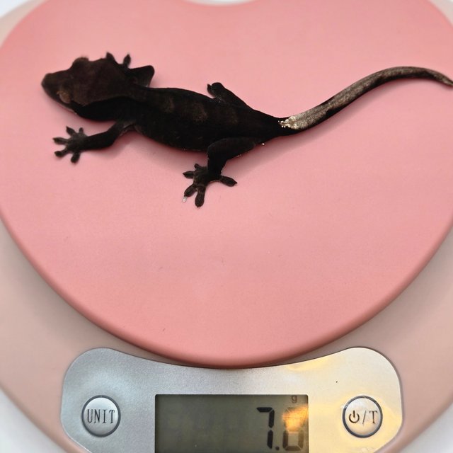 챠콜 다크 블랙