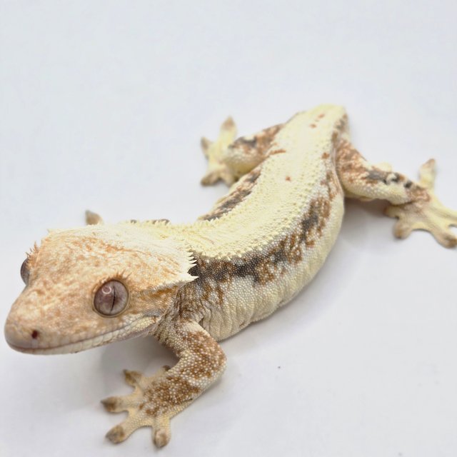 릴리화이트 트라이 드리피 화이트