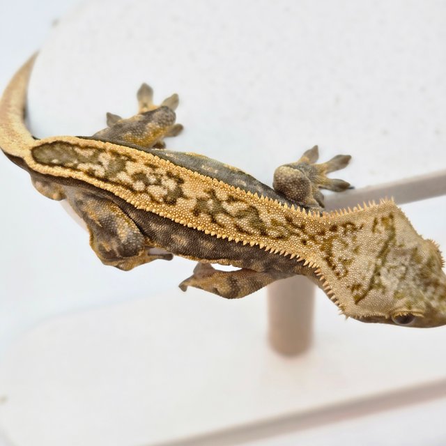 핀스트라이프 풀핀 노멀