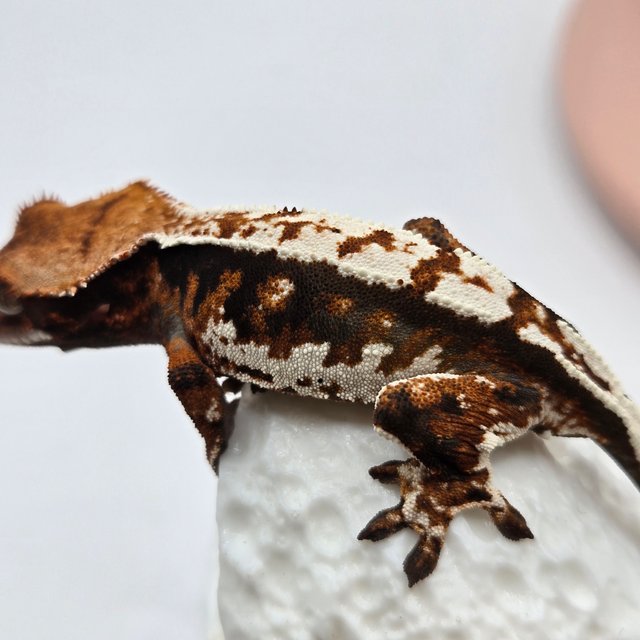 트라이 드리피 화이트 다크 텐저린 화이트크라운