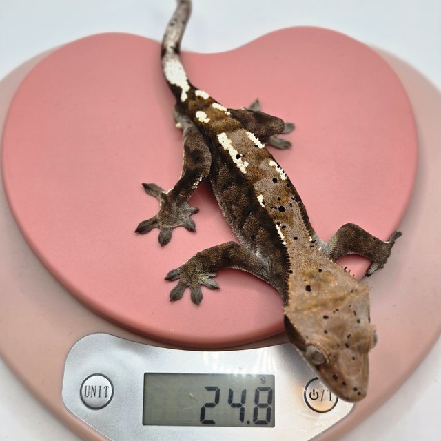 100%헷아잔틱 카푸치노