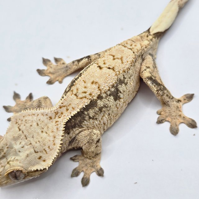 노멀 트라이 드리피 화이트포트홀 화이트스팟