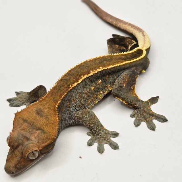 카푸치노 엠티백