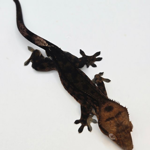 노멀 팬텀 카푸치노 챠콜 블랙