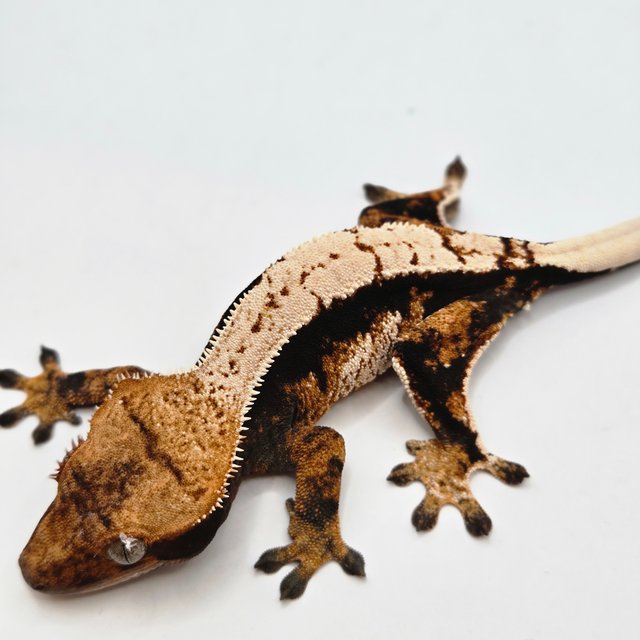 노멀 트라이 텐저린 쿼드 다크