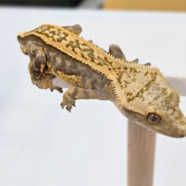 핀스트라이프 풀핀 노멀