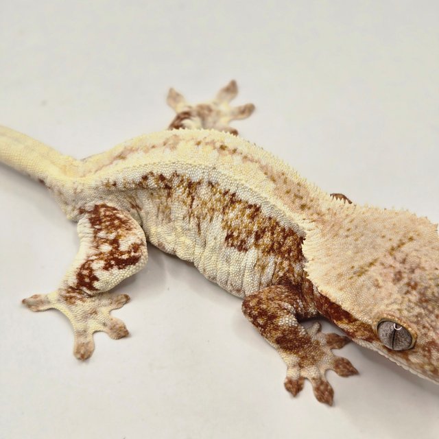 릴리화이트 레드 화이트