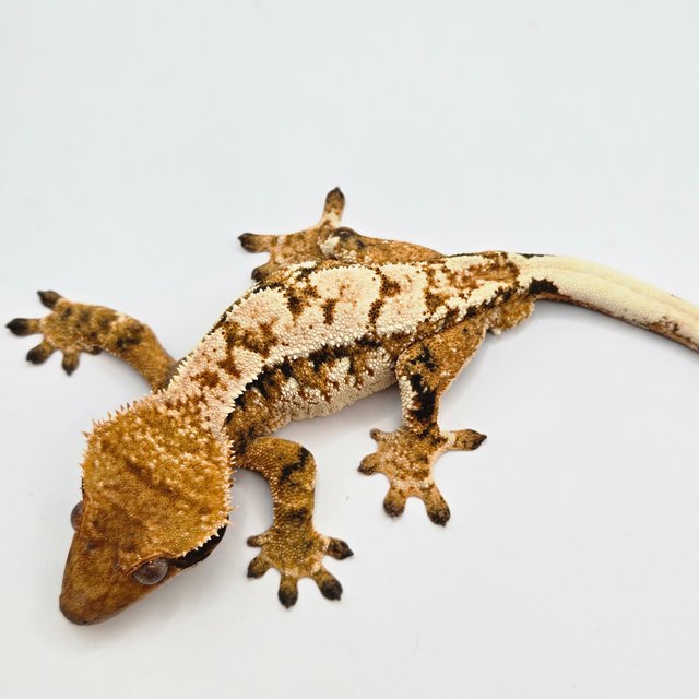 트라이 화이트 드리피 익스트림할리퀸 화이트포트홀