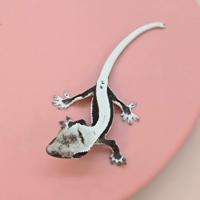 릴잔틱 솔리드백 쿼드