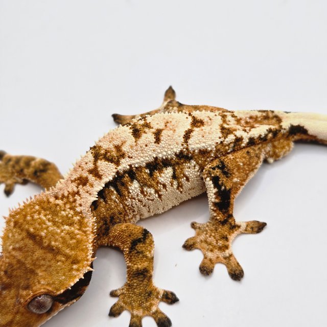 트라이 화이트 드리피 익스트림할리퀸 화이트포트홀