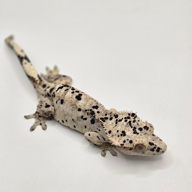 화이트 달마시안 슈퍼달마시안