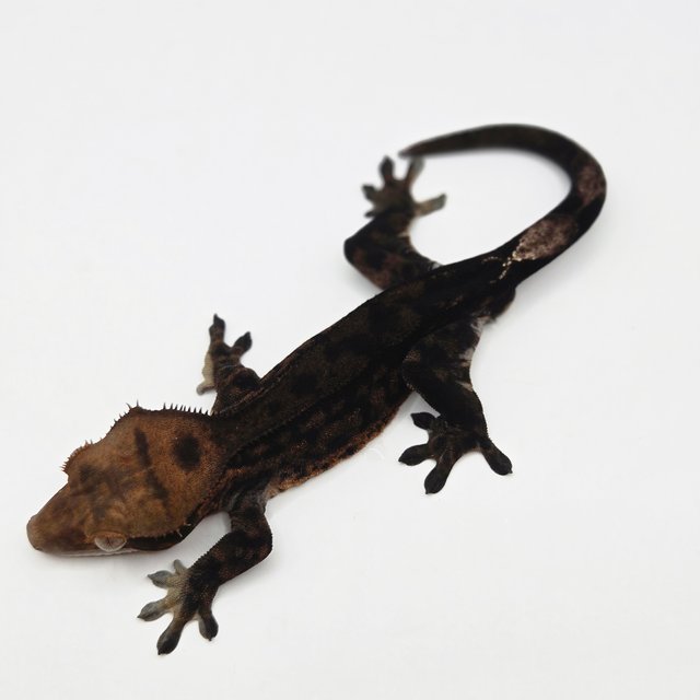 노멀 팬텀 카푸치노 챠콜 블랙