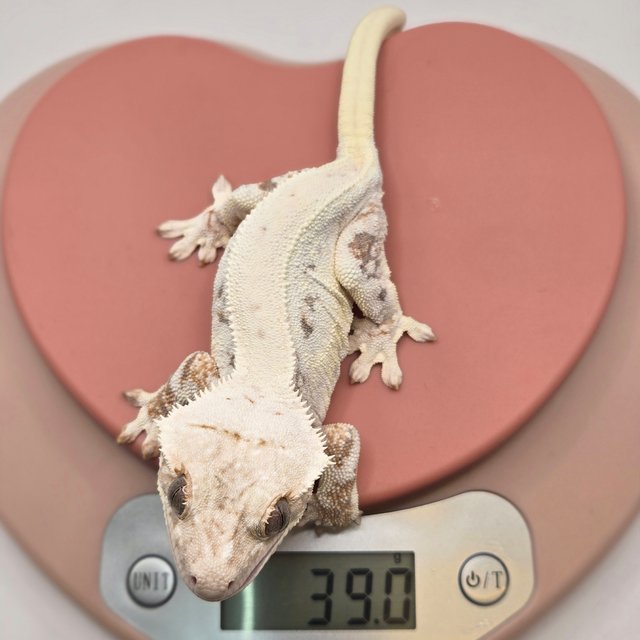 릴리화이트 화이트