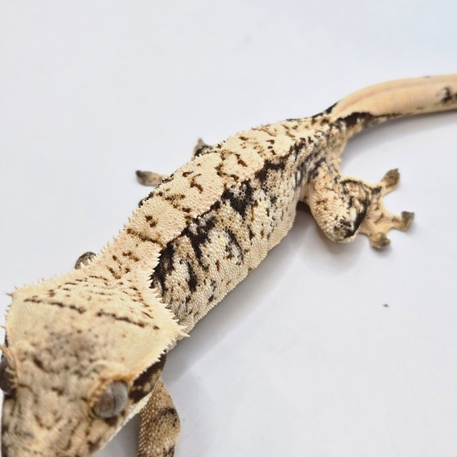 노멀 드리피 화이트스팟 화이트포트홀 트라이