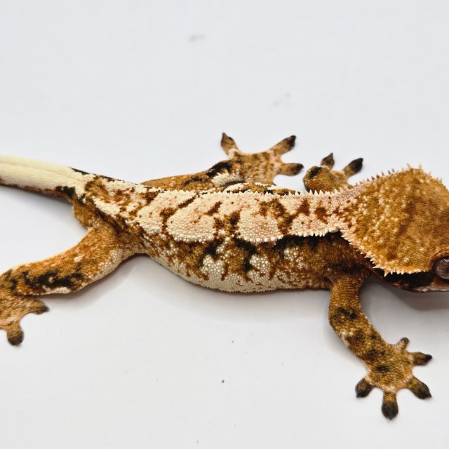 트라이 화이트 드리피 익스트림할리퀸 화이트포트홀