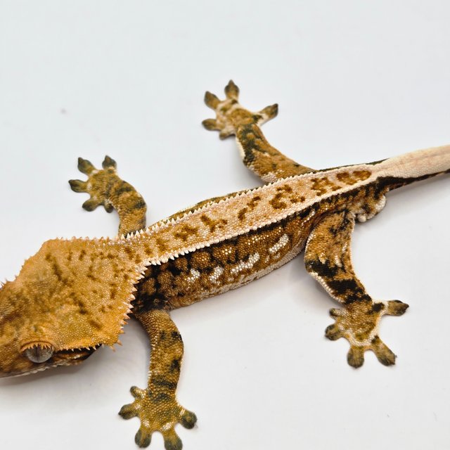 트라이 드리피 화이트포트홀 화이트스팟 쿼드 텐저린