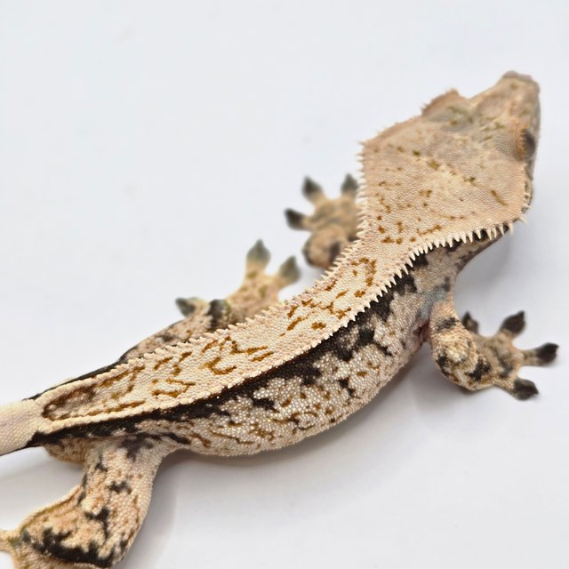 노멀 트라이 드리피 풀핀 익스트림할리퀸 화이트스팟