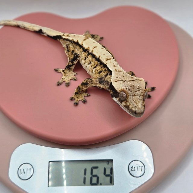 노멀 트라이 드리피 화이트스팟 화이트포트홀