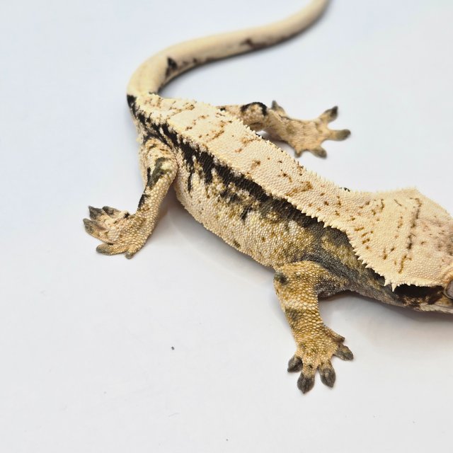 노멀 트라이 드리피 화이트스팟 화이트포트홀