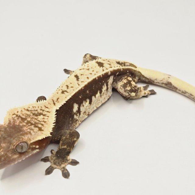 레드 쿼드 풀핀 노멀