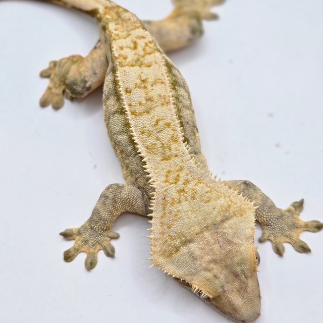 트라이 드리피 풀핀 노멀