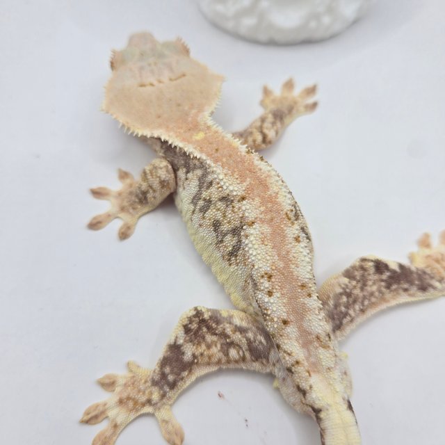 릴리100%헷아잔틱 스트로베리 레드 풀핀