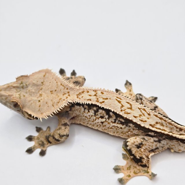 노멀 트라이 드리피 풀핀 익스트림할리퀸 화이트스팟